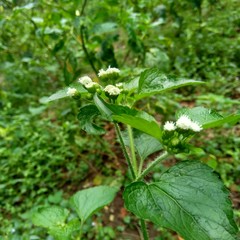 Bandotan (Ageratum conyzoides) is a type of agricultural weed belonging to the Asteraceae tribe. This plant is used to against dysentery and diarrhea, insecticide and nematicide.