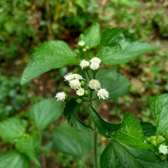 Bandotan (Ageratum conyzoides) is a type of agricultural weed belonging to the Asteraceae tribe. This plant is used to against dysentery and diarrhea, insecticide and nematicide.