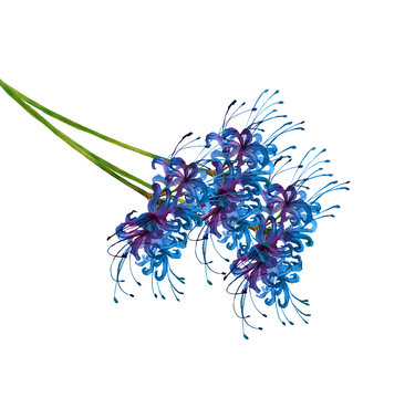 彼岸花 Images Browse 978 Stock Photos Vectors And Video Adobe Stock