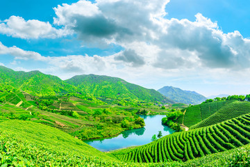 Fototapeta na wymiar Green tea mountain on a sunny day,tea plantation natural background.