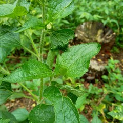 Bandotan (Ageratum conyzoides) is a type of agricultural weed belonging to the Asteraceae tribe. This plant is used to against dysentery and diarrhea, insecticide and nematicide.