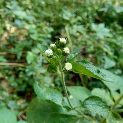 Bandotan (Ageratum conyzoides) is a type of agricultural weed belonging to the Asteraceae tribe. This plant is used to against dysentery and diarrhea, insecticide and nematicide.