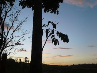 silhouette of tree at sunset