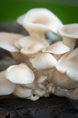 Oyster Mushroom, Macro