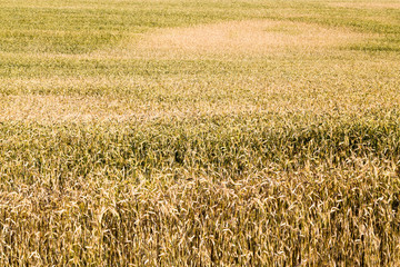 agricultural fields eastern Europe