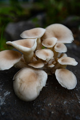 Oyster Mushroom, Macro