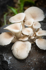 Oyster Mushroom, Macro
