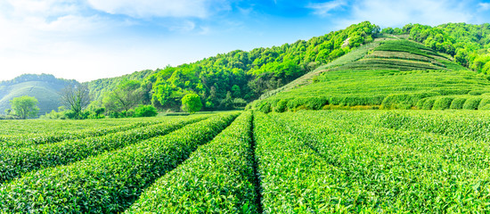 Green tea mountain on a sunny day,tea plantation natural background.