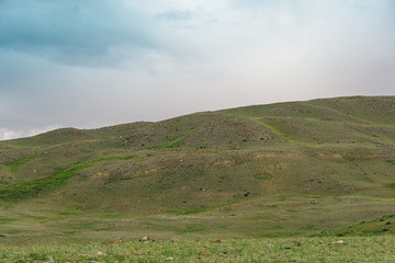Obraz premium yellow hills and ravines in steppe, arid landscape under clouds, mountains with traces of soil erosion, pasture for goats and sheep