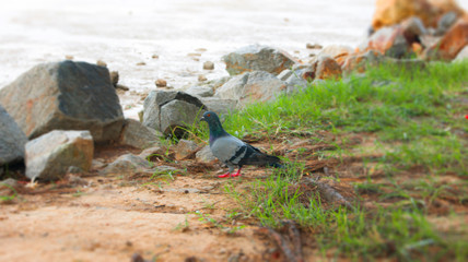 Bird in the garden outdoor