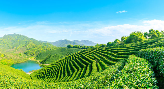 Green tea mountain on a sunny day,tea plantation natural background.