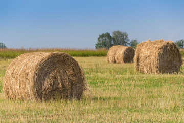 hay rolls in field after harvesting. Agricultural pasture on summer day. Preparation of feed for cattle