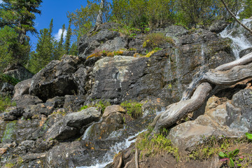 powerful thick roots and branches of cedar, dry curve of tree trunk without bark