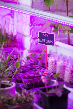 LED lamp for growing plants for agriculture, Phytolamps, Fito lamp. Home greenhouse on the balcony to increase daylight hours. Black chalk board with text - my garden.