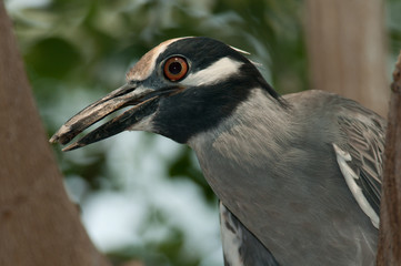 Buffalo Zoo Bird