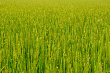 Green rice field.Rice during pregnancy. Rice during the period of rice milk production.