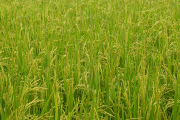 Green rice field.Close up green rice field background.