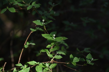 Deutzia scabra (Fuzzy pride of orchester) buds.