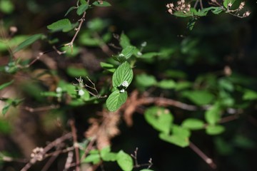 Deutzia scabra (Fuzzy pride of orchester) buds.