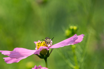 bee on a flower