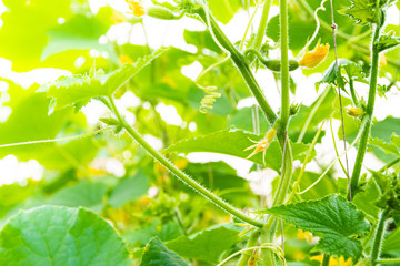 cucumbers growing in greenhouse, gardening by growing vegetables for vegetarians