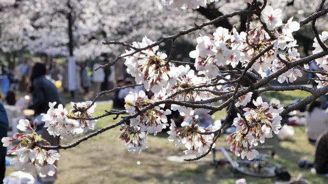 春に日本で桜を見ながら花見をする人々