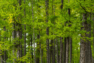 grove of conifers on hillside, hiking in  forest of larch, tourist trip to nature