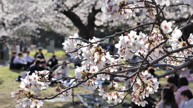 春に日本で桜を見ながら花見をする人々
