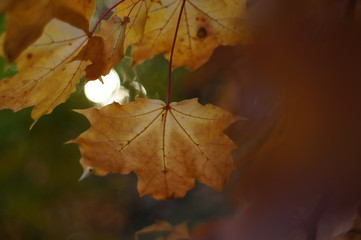autumn leaves with bokeh