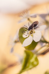 bee on pear tree flower