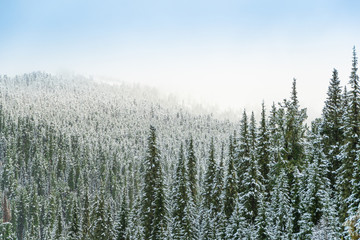 winter coniferous forest in frosty haze, fog over snowy peaks of pines