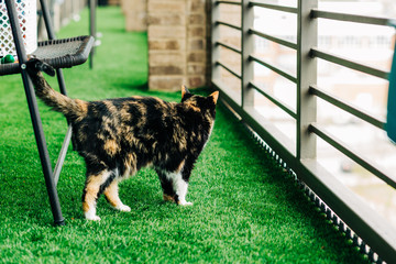 Calico Cat on Balcony