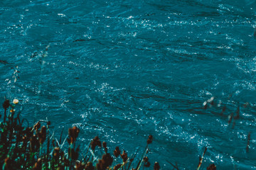 plants on river bank, sea shore with green grass, flowers on background of ocean waves