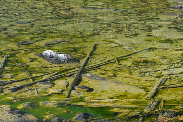 trunks of dead trees under water surface of transparent lake, swamp with plants at bottom of reservoir