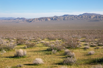 springtime desert landscape and distant mountains in Mojave Desert, California 