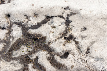 labyrinths of small rodent burrows thawed in spring