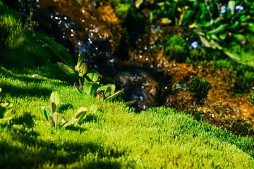 hillside covered with moss and green vegetation, spring plants in  swamp