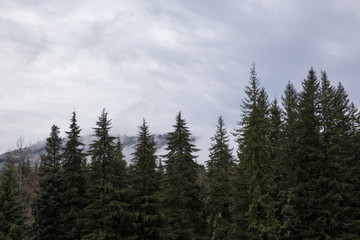pine forest in cloudy mountains of Washington