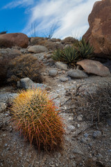 Orange Cactus in Desert - Anza Borrego 