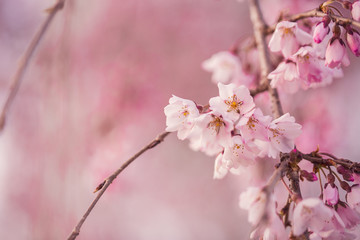 cherry blossom