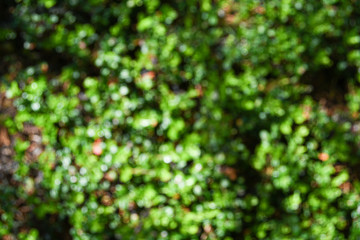 dense thickets of bushes, green leaves of plants and grass as background bokeh