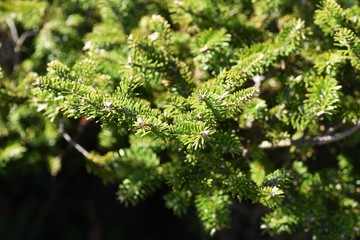 Fir tree leaves / Evergreen coniferous tree.