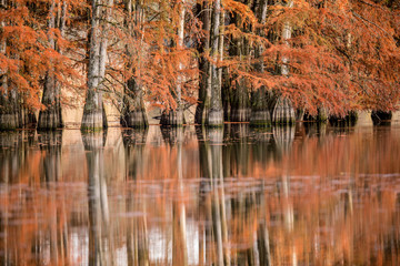 reflection of trees in water