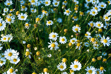 summer daisies sunny day in garden