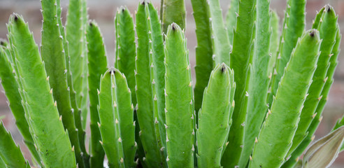 Green succulent plant closeup.