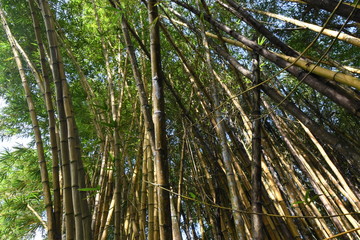 Bamboo forest under a summer sky