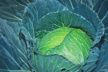 Obraz premium Fresh organic green cabbage vegetable in garden for good healthy of people, water droplet on surface green leaf plants, beautiful texture of nature, cabbage head close up view, clean food vegetarian