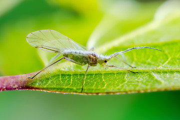 Adult Aphid on Twig. Greenfly or Green Aphid Garden Parasite Insect Pest Macro on Green Background