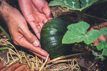 Vegetables garden concept, hand farmer on vegetable in farm garden for healthy human to market, safety food for vegetarian, organic green leaf on ground for harvesting to cooking food