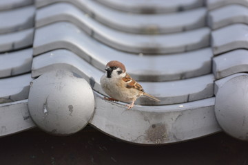 日本で撮影した雀です